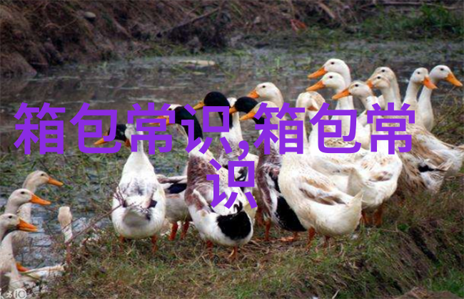马裤女包时尚与实用的完美结合
